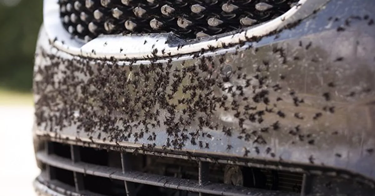 how to remove bug guts on car